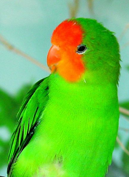 Parrot Lovebird tartási, takarmányozási és tenyésztési