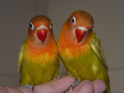 Parrot Lovebird tartási, takarmányozási és tenyésztési