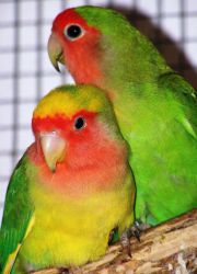 Lovebird papagáj otthon
