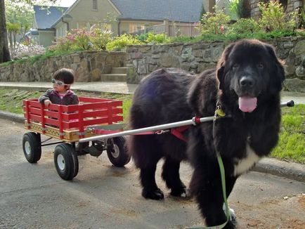 Newfoundland kutyák számára (búvár) jellemzése és leírása különös gondot