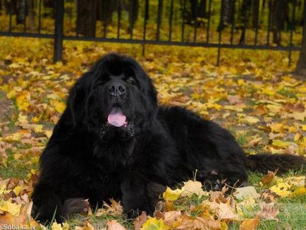 Newfoundland kutyák számára (búvár) jellemzése és leírása különös gondot