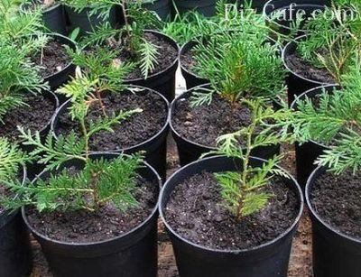 Ültetés arborvitae tavaszi és különösen törődik vele tippeket mester kertész (telepítési arborvitae tavasszal és szaporítás dugványozással) Ültetés arborvitae tavaszi és különösen törődik vele tippeket mester kertészek