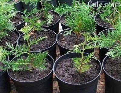 Ültetés arborvitae tavaszi és különösen törődik vele tippeket mester kertészek