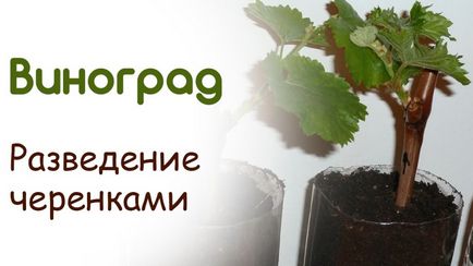 Ültetés szőlő dugványok otthon - több információt!