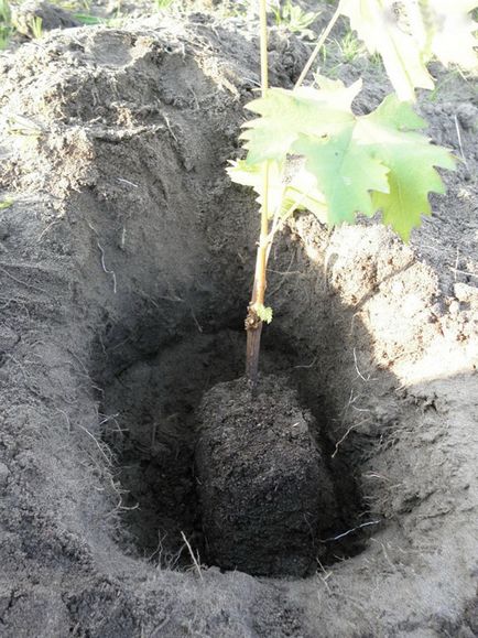 Ültetés szőlő dugványok otthon - több információt!