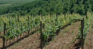 Ültetés dugványok szőlőt ősszel - a helyes és hasznos megoldás