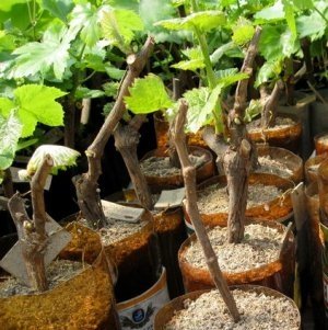 Ültetés dugványok szőlőt ősszel - a helyes és hasznos megoldás