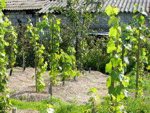 Ültetés szőlő dugványok és palánták tavasszal