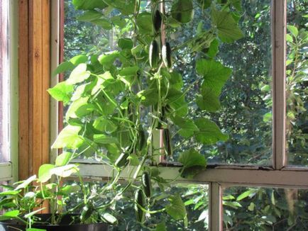 Feltételek uborka növekszik a hazai az ablakpárkányon, és az erkélyen