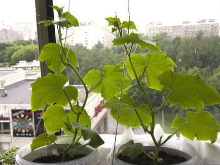 Feltételek uborka növekszik a hazai az ablakpárkányon, és az erkélyen