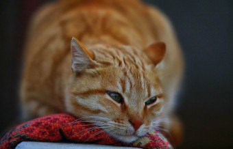 Okok és kezelés, ha a vér a vizeletben egy macska