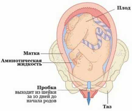 Cork nyálkahártya a terhesség alatt a szülés előtt, fotó, mint a levelek, és úgy néz ki, hogy mikor kezdődik