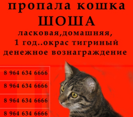 Elveszett, elveszett, kiesett a macska box (segítségre van szüksége) Elveszett, elveszett, kiesett a macska doboz