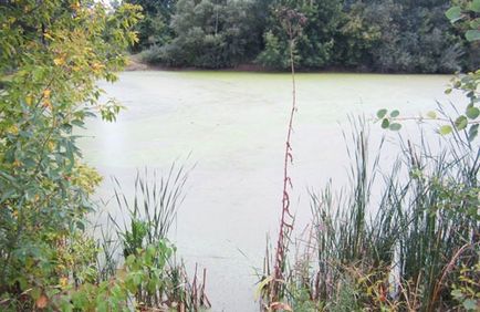 Pond halászat milyen halat, és hogyan kell fogni ponty horgászat a tóban halászati ​​ragadozó halak a tavakban