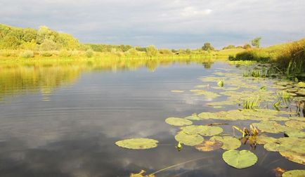 Pond halászat milyen halat, és hogyan kell fogni ponty horgászat a tóban halászati ​​ragadozó halak a tavakban