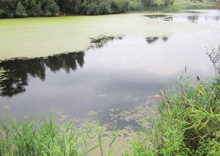 Pond halászat milyen halat, és hogyan kell fogni ponty horgászat a tóban halászati ​​ragadozó halak a tavakban