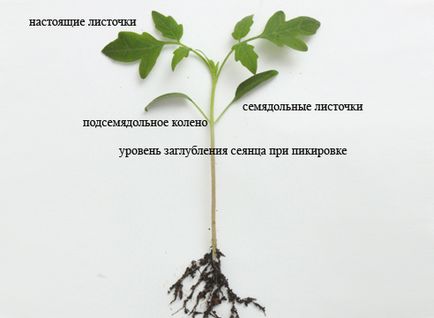 A magról nevelt paradicsom növekvő technológia (paradicsom palántákat: termesztési technológia) Paradicsom palánták nőnek technológia