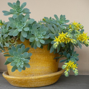 Kövirózsa növény (Sedum) képek, nevek és leírás fajta virág, gyógyászati ​​tulajdonságokkal stonecrop