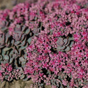Kövirózsa növény (Sedum) képek, nevek és leírás fajta virág, gyógyászati ​​tulajdonságokkal stonecrop