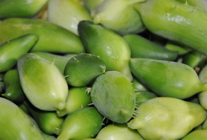 A különböző nyugat-indiai uborka uborka tengerentúlon, Momordica, chayote, trichosanthes, tsiklantera, Takako és