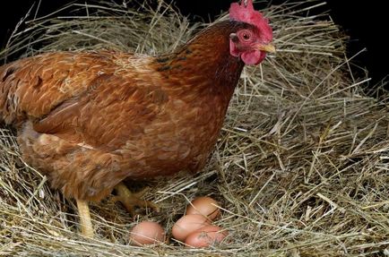 Tenyésztése és tartása tojótyúkok otthon kezdőknek, videó, fotó