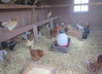 Tenyésztése és tartása tojótyúkok otthon kezdőknek, videó, fotó