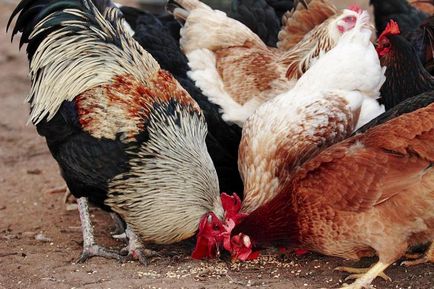 Tenyésztési csirkék az országban kezdőknek - részletes utasításokat!