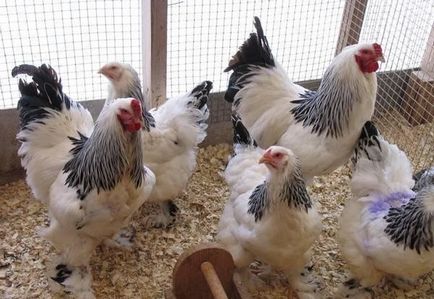 Tenyésztési csirkék az országban kezdőknek - részletes utasításokat!