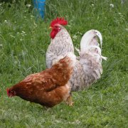 Tenyésztési tojótyúkok otthon fotó és videó