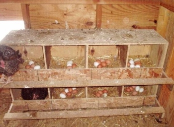 Tenyésztési tojótyúkok otthon tojást árulnak