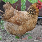 Tenyésztési tojótyúkok otthon fotó és videó