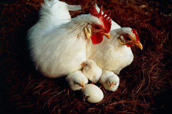 Tenyésztési tojótyúkok otthon tojást árulnak
