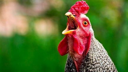 Tenyésztési csirkék otthon kezdőknek brojlercsirkék, növekszik az országban, mint a