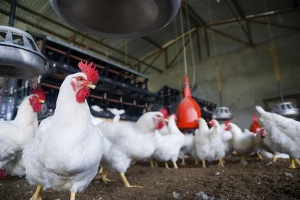 Tenyésztési csirkék otthon kezdőknek brojlercsirkék, növekszik az országban, mint a