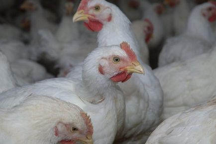 Tenyésztési csirkék otthon kezdőknek brojlercsirkék, növekszik az országban, mint a