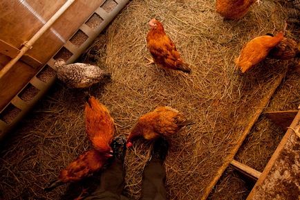Tenyésztési csirkék otthon kezdőknek, mint egy üzleti