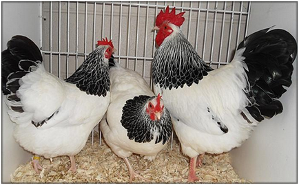 Tenyésztési csirkék otthon - útmutató kezdőknek