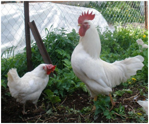 Tenyésztési csirkék otthon - útmutató kezdőknek