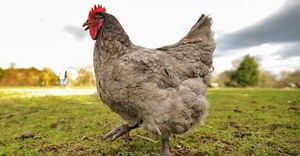 Tenyésztési csirkék otthon - tanácsok kezdőknek