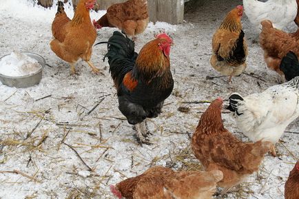 Tenyésztési csirkék home video körülmények között, tippeket gondozó kezdőknek