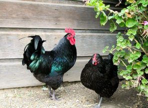 Tenyésztési csirkék home video körülmények között, tippeket gondozó kezdőknek
