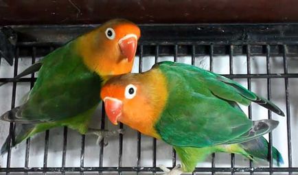 Tenyésztési lovebirds otthon fotók és videó