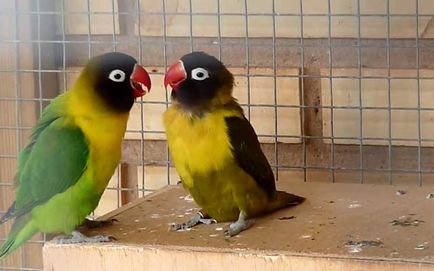 Tenyésztési lovebirds otthon fotók és videó