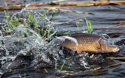 Fish ponty leírás, szokások és módszerek a halászati