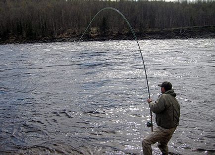 Fish ponty leírás, szokások és módszerek a halászati