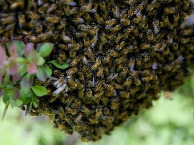 Rajzó méhek és a rajokat halászati ​​irányítási és megelőzési módszerek