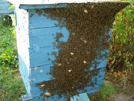 Rajzó méhek és megelőző intézkedések