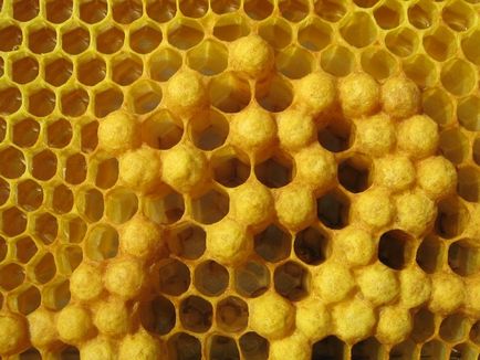 Rajzó méhek rajzanak jelek állapotát raj faj