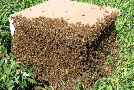 Rajzó méhek dolgoznak raj, jelek, hogyan lehet megállítani, okát és küzdenek raj
