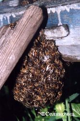 Rajzó méhek - selyanochka - portál a gazdálkodók számára, a mezőgazdaság, az állattenyésztés, baromfi,